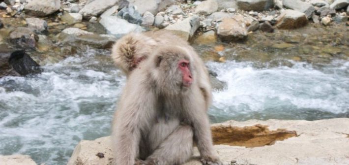 Snow Monkeys Yudanaka